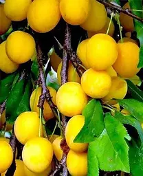 Саджанець Agro-Market Слива Медова Жовта (літній сорт, ранній термін дозрівання) (46224) 1 шт. в упаковці - мініатюра 2