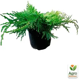 Саджанець Agro-Market Ялівець середній Old Gold вазон С1,5 діаметр 15-25 см (102153) - мініатюра 2