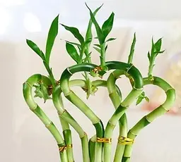 Саджанець Agro-Market Бамбук кімнатний Lucky Bamboo (Dracaena Sanderiana) (50680) 1 шт. в упаковці (кімнатний) - мініатюра 2