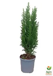 Саджанець Agro-Market Кипарисовик Snow White висота 35-45 см 1 шт. в упаковці (175871) - мініатюра 4