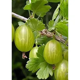 Саджанець Agro-Market Агрус Сніжана (пізній термін дозрівання) 1 шт. в упаковці (46146) - мініатюра 2