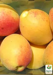 Саджанець Agro-Market Абрикос Лимонка (літній сорт, ранній термін дозрівання) 1 шт. в упаковці (36762) - мініатюра 2