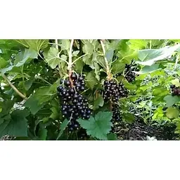 Саджанець Agro-Market Смородина чорна Гоферт (Gofert) (ранній термін дозрівання, високоврожайний сорт) 1 шт. в упаковці (44817) - мініатюра 7