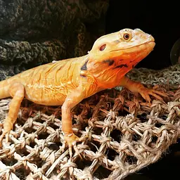 Гамак для рептилій Repti-Zoo Seaweed Hammock M DC09P 30x20x20 см з натуральних водоростей - мініатюра 4