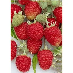 Саджанець Agro-Market LMTD Малина ремонтантна Zefa Herbsternte (сортова, укорінена) висота 50-70см з Нідерландів 1 шт. в упаковці (184892) - мініатюра 2