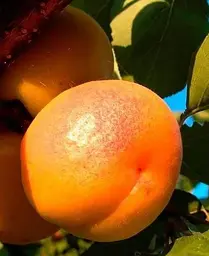 Саджанець Agro-Market Абрикос Шедевр (літній сорт, середній термін дозрівання) (39861) 1 шт. в упаковці - мініатюра 3