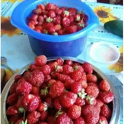 Саджанець Agro-Market Полуниця Вікторія 5шт (ремонтантний сорт) (37303) - мініатюра 10