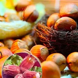 Саджанець Agro-Market Фундук Сирена (червонолистий, середній термін дозрівання, перехресне запилення, садити по 2 шт) (23536) 1 шт. в упаковці - мініатюра 4