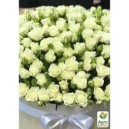 Саджанець Agro-Market Троянда дрібноквіткова (спрей) Наречена (Bride) (клас АА +) (45967) 1 шт. - мініатюра 2