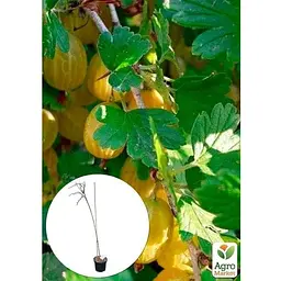 Саджанець Agro-Market Аґрус на штамбі Yellow ball вазон С2 (184312) 1 шт. - мініатюра 2