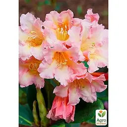 Саджанець Agro-Market Рододендрон персиковий Флаутандо (Flautando) (25905) 1 шт. в упаковці - мініатюра 4