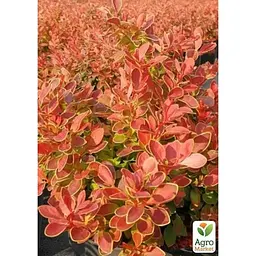 Саджанець Agro-Market Барбарис Тунберга 3-х річний Admiration С3 висота саджанця від 15 см (157892) 1 шт. в упаковці - мініатюра 3
