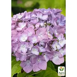 Саджанець Agro-Market Гортензія крупнолистова 2-х річна Sweet Lips Purple висота саджанця 25-45 см (183492) 1 шт. в упаковці - мініатюра 3