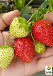 Саджанець Agro-Market Полуниця садова ремонтантна Cantus укорінена у контейнері 1 шт. в пакуванні (182795) - мініатюра 2