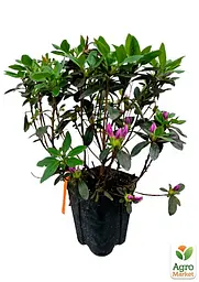 Саджанець Agro-Market Рододендрон катевбінський 2-х річний Grandiflorum С2 Висота 25-40см (153986) - мініатюра 4