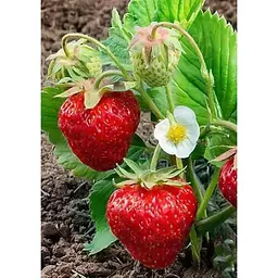 Саджанець Agro-Market Полуниця Пегас (Pegasus) 5шт (пізній термін дозрівання, морозостійкий сорт) (23401) - мініатюра 4