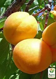 Саджанець Agro-Market Абрикос Улюблений 1 шт. в упаковці (43996) - мініатюра 4