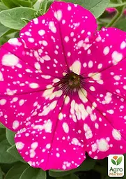 Петунія ампельна "Special Pink Splash" (контейнер №10 висота 10-15см) (49133) 1 саженец - мініатюра 2