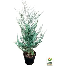 Саджанець Agro-Market Ялівець скельний Moonglow С10, висота 110-130 см (176726) - мініатюра 4