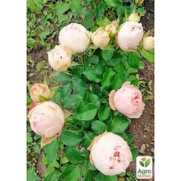Троянда кущова Agro-Market Менсфілд парк Mansfield Park саджанець класу АА+ вищий сорт 1 шт. в упаковці (179285) - мініатюра 4