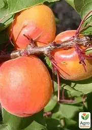 Саджанець Agro-Market Абрикос Оранж ред (літній сорт, середній термін дозрівання) 1 шт. в упаковці (35990) - мініатюра 2