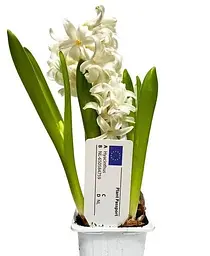 Цибулина Agro-Market Гіацинт Antarctica 1 шт. в упаковці (50647) - мініатюра 3