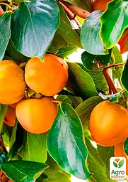 Саджанець Agro-Market Хурма Волове серце на віргінській морозостійкій підщепі 1 шт. в упаковці (26255) - мініатюра 5