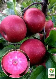 Саджанець Agro-Market Яблуня червоном'яса Ред Мун (Red Moon) (літній сорт, середній термін дозрівання) 1 шт. в упаковці (182867) - мініатюра 2