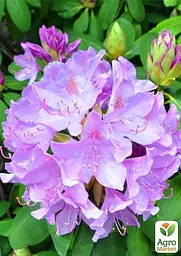 Саджанець Agro-Market Рододендрон ліловий Кетевбинський Грандіфлорум (Catawbiense Grandiflorum) (45486) - мініатюра 3