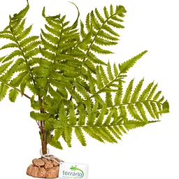 Штучна рослина, папороть Terrario 32x15x32см (330) - мініатюра 5