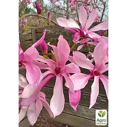 Саджанець Agro-Market Магнолія 3-річна гібридна Betty (висота 40-60 см) (101883) 1 шт. в упаковці - мініатюра 4