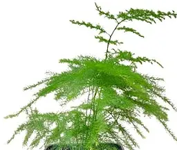 Саджанець Agro-Market Аспарагус (Asparagus Plumosus) (50676) 1 шт. в упаковці (кімнатний) - мініатюра 2