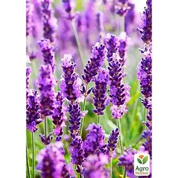 Саджанець Agro-Market Лаванда насичено-яскравого фіолетового кольору Матильда (Matilda) (преміальний вічнозелений морозостійкий сорт) (47670) 1 шт. в упаковці - мініатюра 2