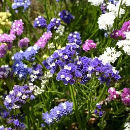 Насіння Статиця Пасіфік мікс 0,1 г GL Seeds - мініатюра 2