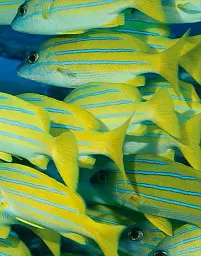 Underwater photography - мініатюра 5