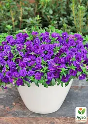 Саджанець Agro-Market Калібрахоа PortuCal Double Blue 1 шт. в упаковці (178515) - мініатюра 2