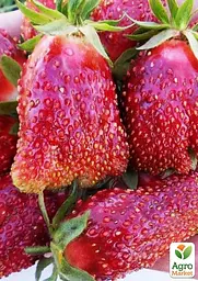 Саджанець Agro-Market Суницеполуниця Дар (середній термін дозрівання) 5 шт. в пакуванні (181020) - мініатюра 2