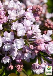 Саджанець Agro-Market Бузок махровий інвітро Анабель (Syringa Anabe) вазон С1,5 (155480) - мініатюра 2