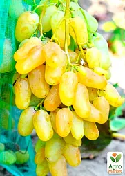 Саджанець Agro-Market Виноград Гордій (ранній термін дозрівання, мускатний) 1 шт. в пакуванні (48838) - мініатюра 2
