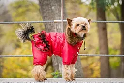 Комбінезон Smart Pet Glamour