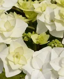 Гортензія Agro-Market Doppio Bianco Hydrangea macrophylla квітуча крупнолиста вазон С15 1 саджанець в упаковці - мініатюра 5