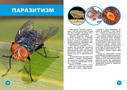 Хто з ким дружить, або дивовижі симбіозу - мініатюра 4