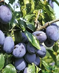 Саджанець Agro-Market Слива Ганіта (літній сорт, середньопізній термін дозрівання) (23469) 1 шт. в упаковці - мініатюра 4