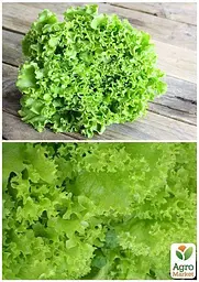 Насіння Agro-Market Салат Одеський кучерявець на вагу ціна за 7 г (13380) - мініатюра 4