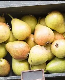 Саджанець Agro-Market Груша Санта Марія (осінній сорт, середній термін дозрівання) (39854) 1 шт. в упаковці - мініатюра 3