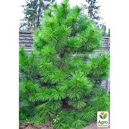 Саджанець Agro-Market Сосна Орегонська (Рinus ponderosa) С10, висота 100-130 см (178495) - мініатюра 5