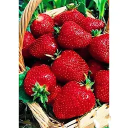 Саджанець Agro-Market Полуниця Венді (Wendy) 5шт (ультраранній термін дозрівання) (25731) - мініатюра 3