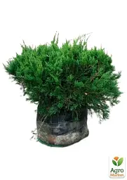 Саджанець Agro-Market Ялівець середній Pfitzeriana (ком/сітка) діаметр 50-60 см 1 шт. в упаковці (175611) - мініатюра 3