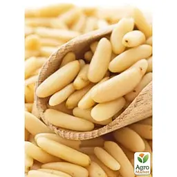 Саджанець Agro-Market Сосна кедрова Джерарда Pinus Gerardiana (Колекційна, найрідкісніша сосна в світі) (52222) - мініатюра 2
