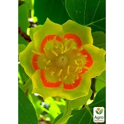 Саджанець Agro-Market Тюльпанове дерево яскраво-жовте Ліріодендрон (Liriodendron tulipifera) (48200) - мініатюра 5